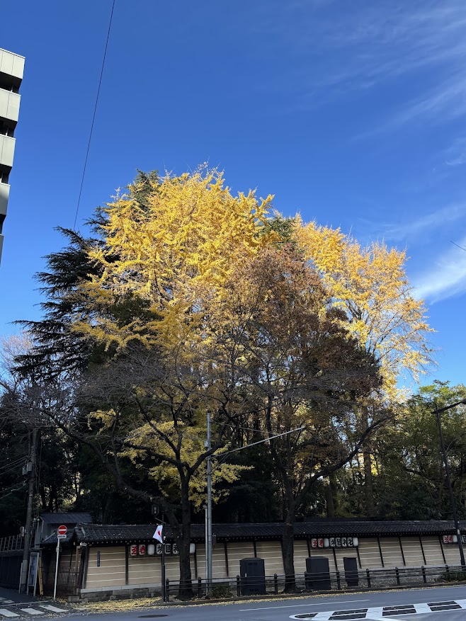 靖国神社の紅葉（主に黄色系）