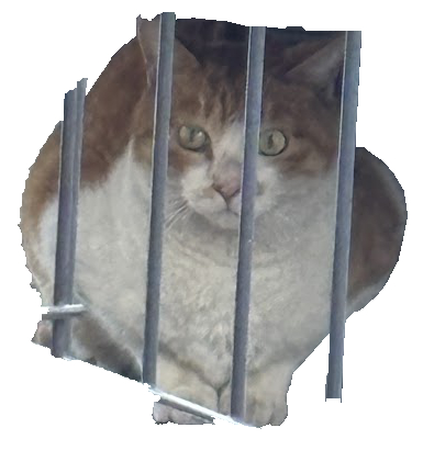 ウサギさんを求めて猫、来襲！！！