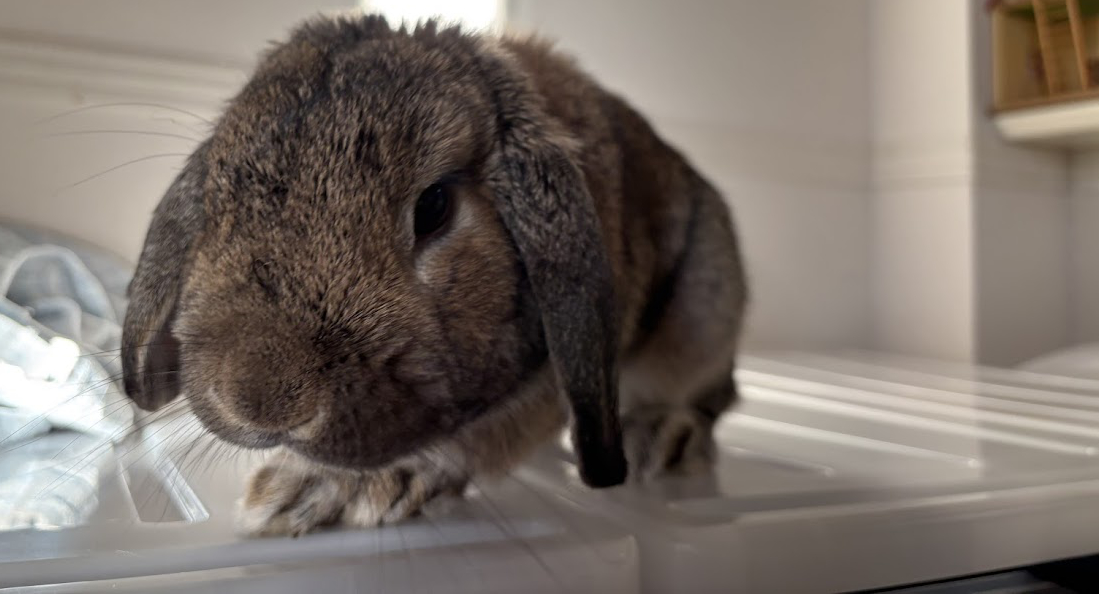 朝一番の元気なウサギさん
