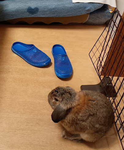 ウサギさんがなめてたマットレス、ハートの形に