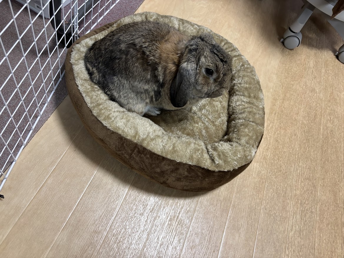 ZOOTERIOR(ズーテリア) ROUND BED（ラウンドベッド）にウサギさんを乗せてみた