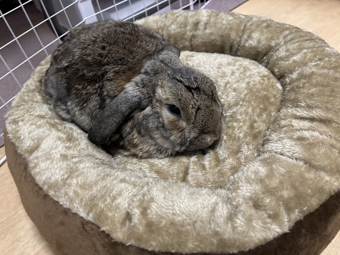 ZOOTERIOR(ズーテリア) ROUND BED（ラウンドベッド）にウサギさんを乗せてみた