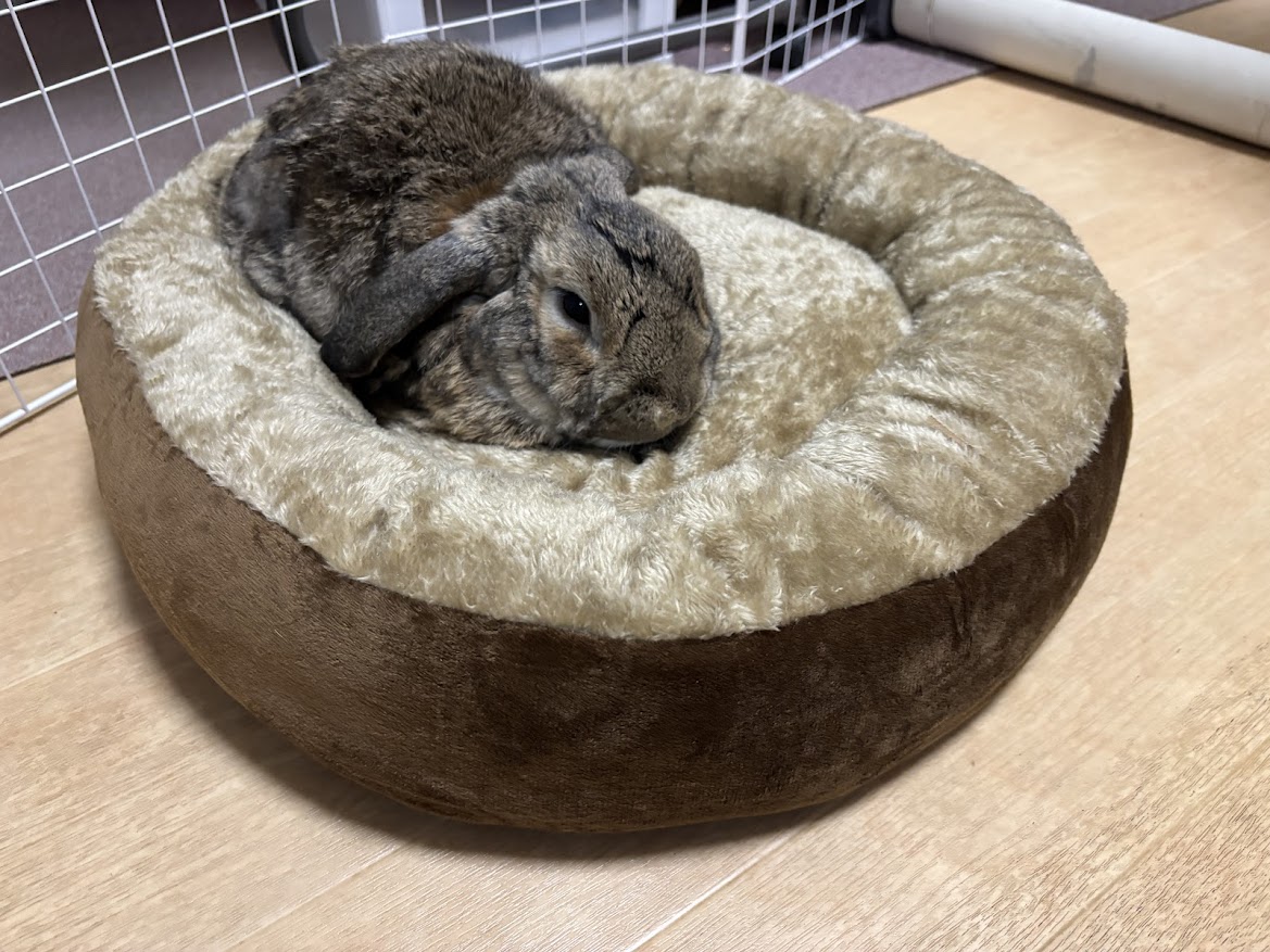 ZOOTERIOR(ズーテリア) ROUND BED（ラウンドベッド）にウサギさんを乗せてみた