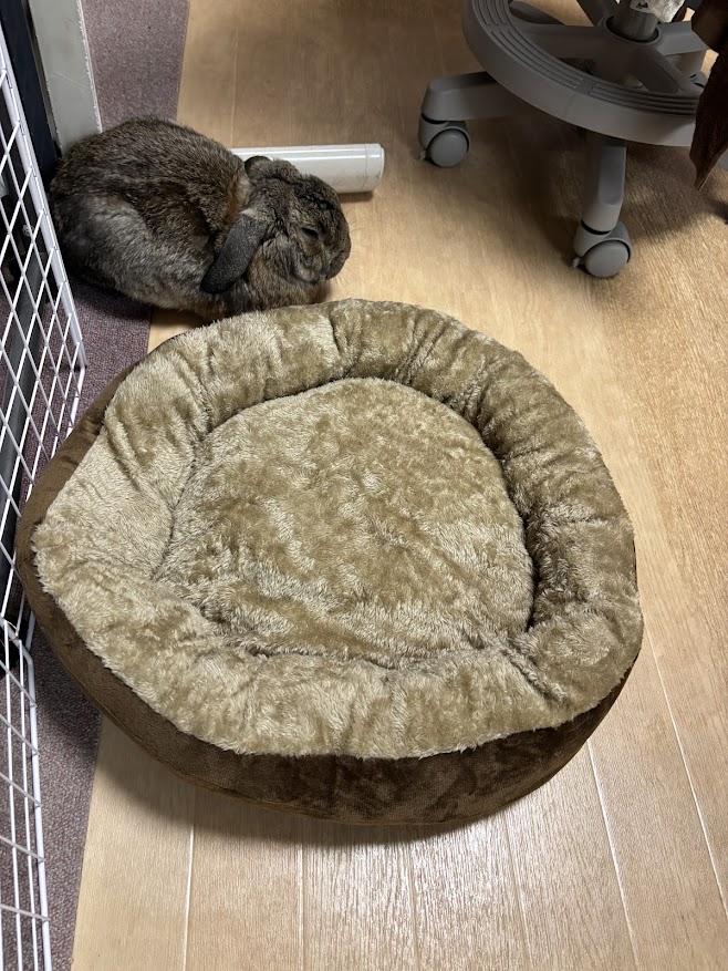 ZOOTERIOR(ズーテリア) ROUND BED（ラウンドベッド）の隣に佇むウサギさん