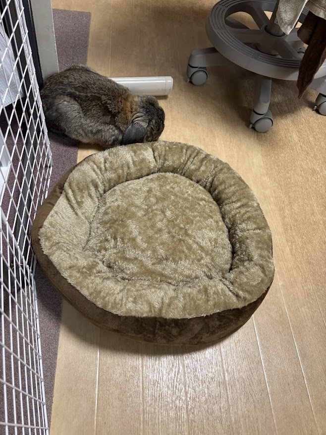 ZOOTERIOR(ズーテリア) ROUND BED（ラウンドベッド）の隣に佇むウサギさん