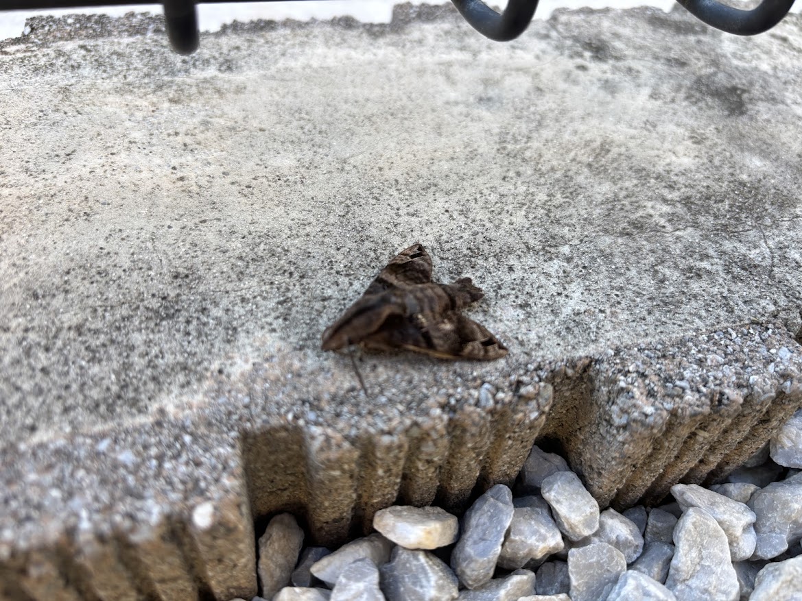 庭で死んでた蛾