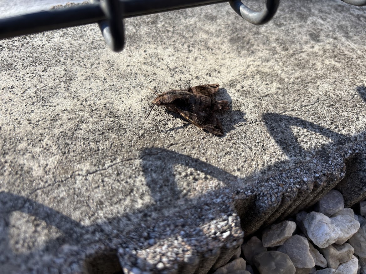 庭で死んでた蛾