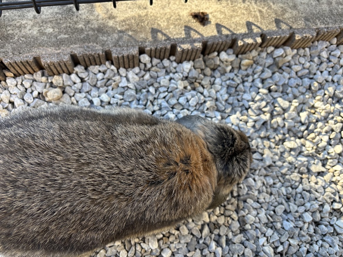 庭で死んでた蛾とウサギさん