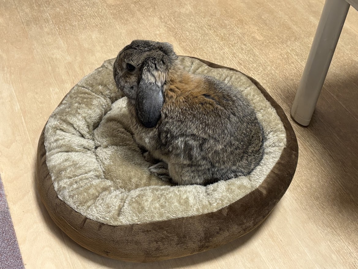 ZOOTERIOR(ズーテリア) ROUND BED（ラウンドベッド）とウサギさん