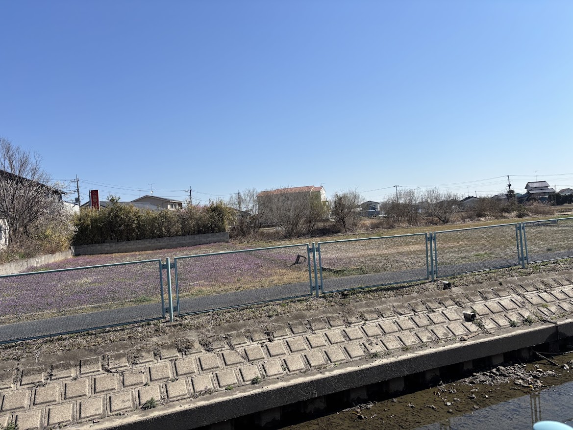 幸手駅西口方面から畑（畑？田んぼ？）を突っ切る道3 芝桜？