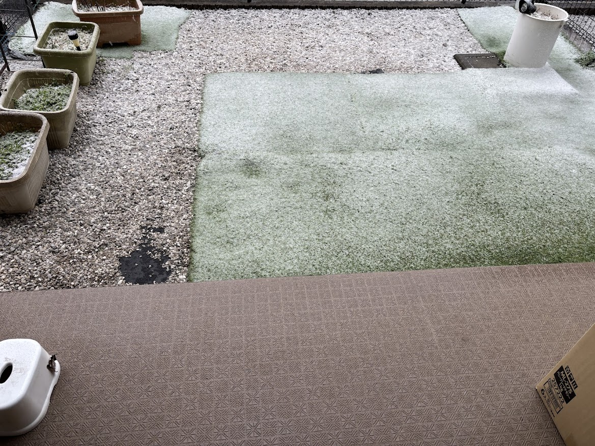 2025年3月19日の7時過ぎ頃の庭の積もりはじめた雪