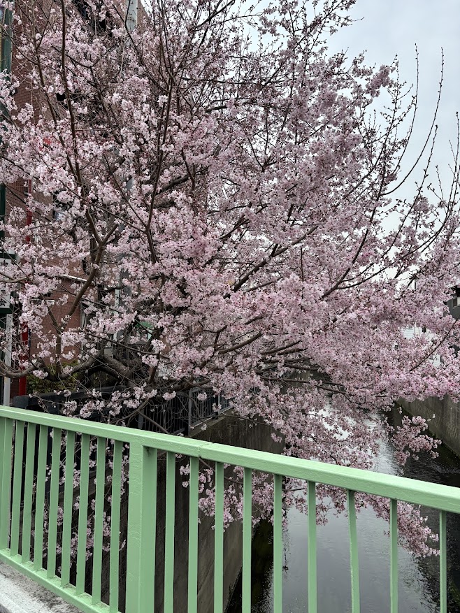 妙正寺川の寺斉橋（じさいばし）の桜？