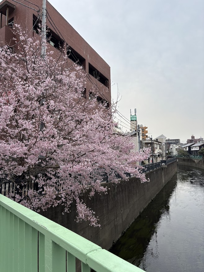 妙正寺川の寺斉橋（じさいばし）の桜？
