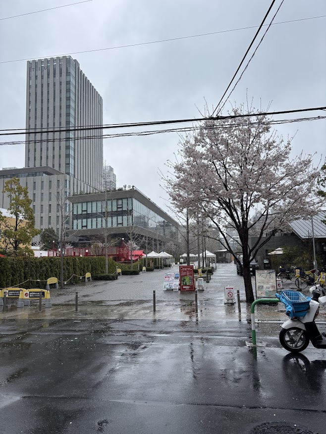 としまキッズパークの横あたりの雨の桜