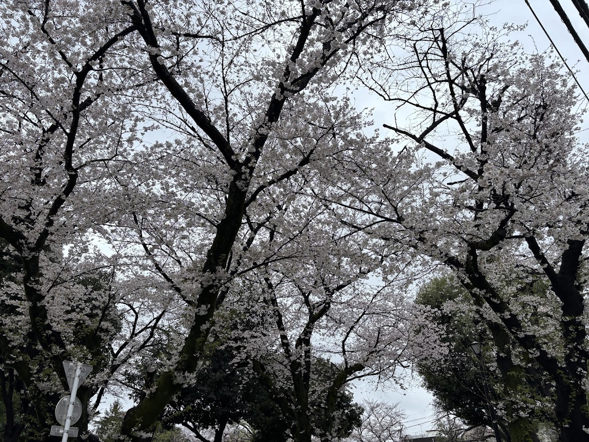 板橋区平和公園の桜