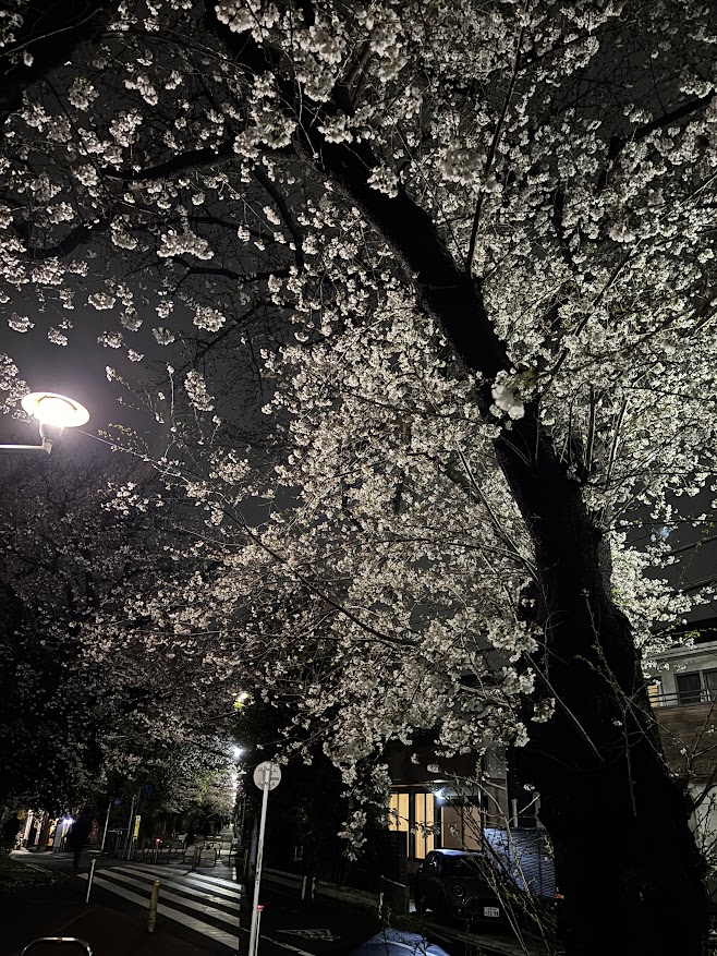 花小金井駅近くの小平グリーンロードの夜桜