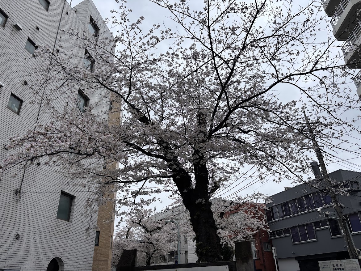 呑川本流緑道の桜