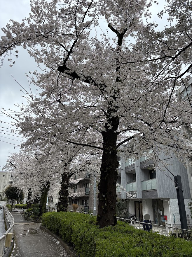 呑川本流緑道の桜
