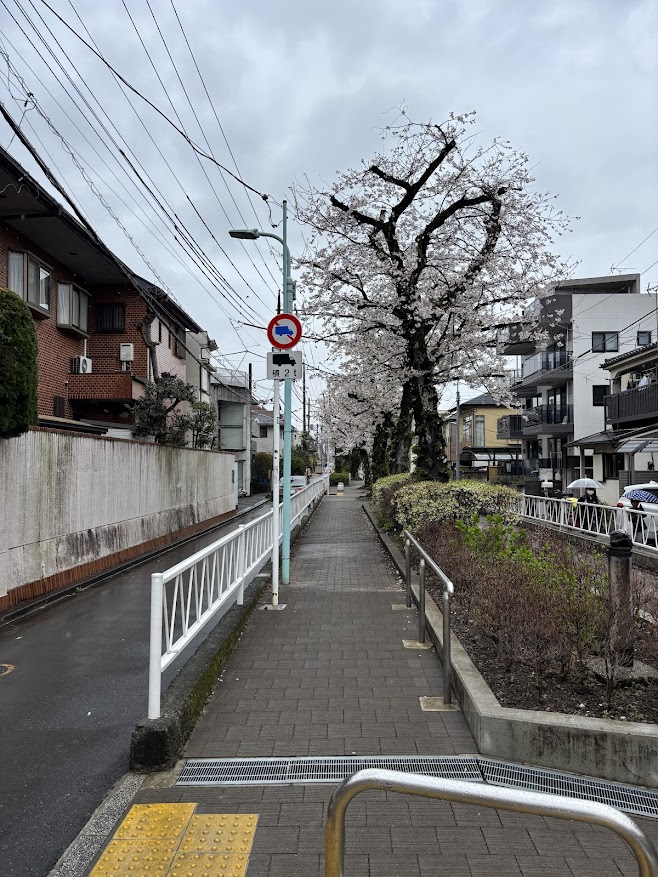呑川本流緑道の桜
