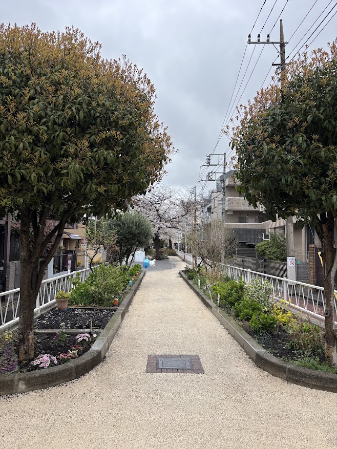 呑川本流緑道の桜