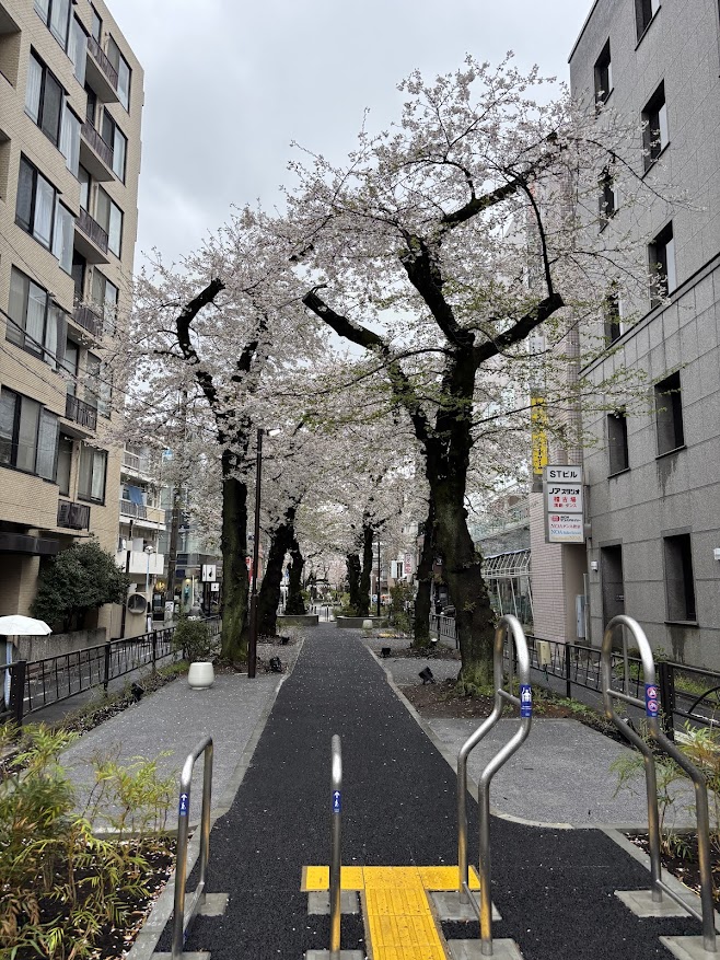 呑川本流緑道の桜（都立大学駅近く）