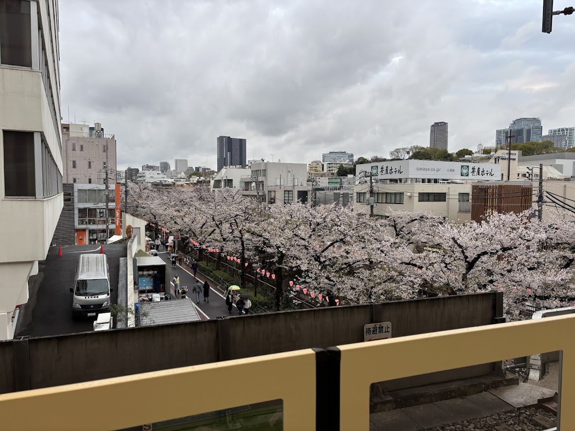 中目黒駅ホームから目黒川沿いの桜