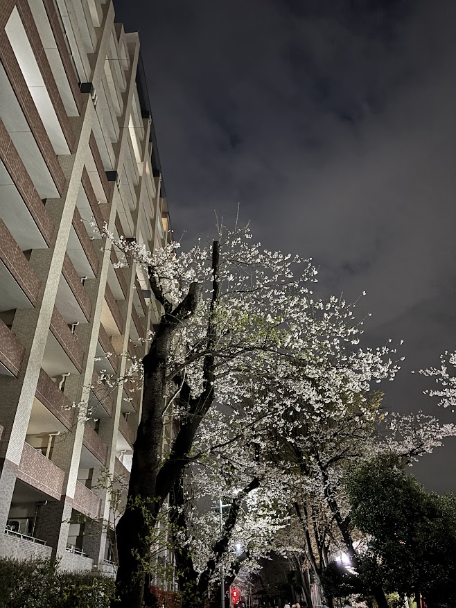 花小金井駅南口 小平グリーンロードの夜桜