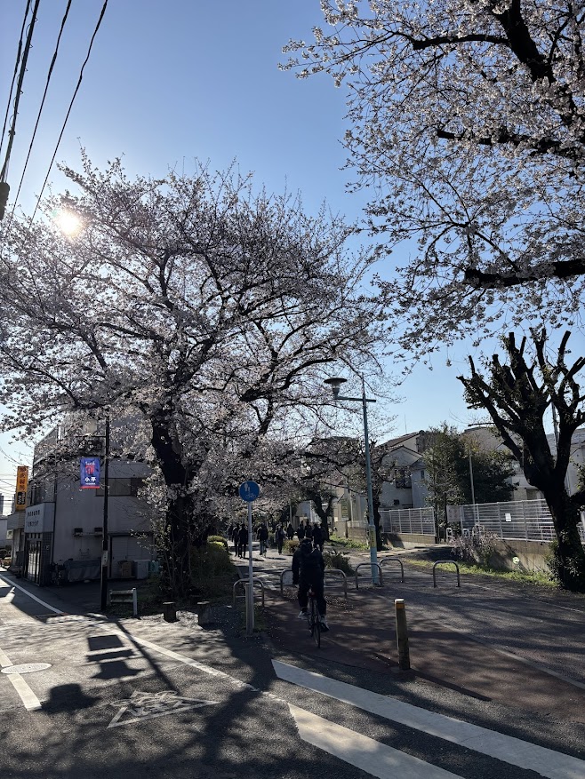 晴天の小平グリーンロードの桜
