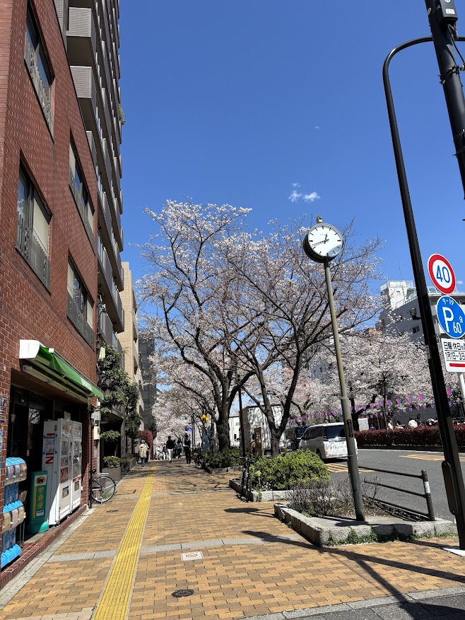 播磨坂通りの第53回文京さくらまつりの桜