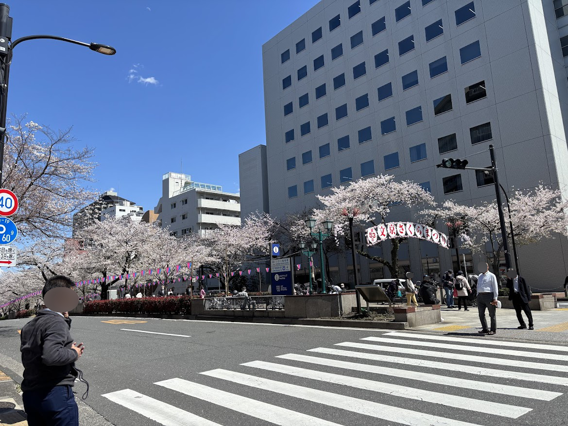 播磨坂通りの第53回文京さくらまつりの桜