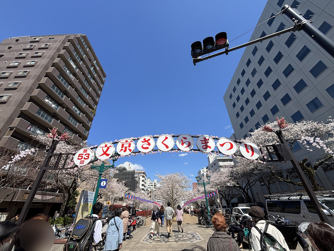 播磨坂通りの第53回文京さくらまつりの桜