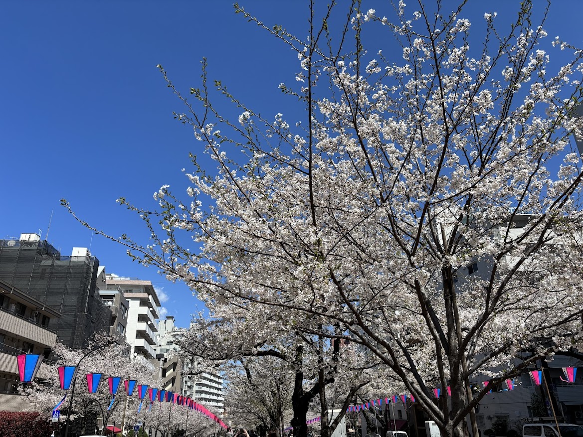 播磨坂通りの第53回文京さくらまつりの桜