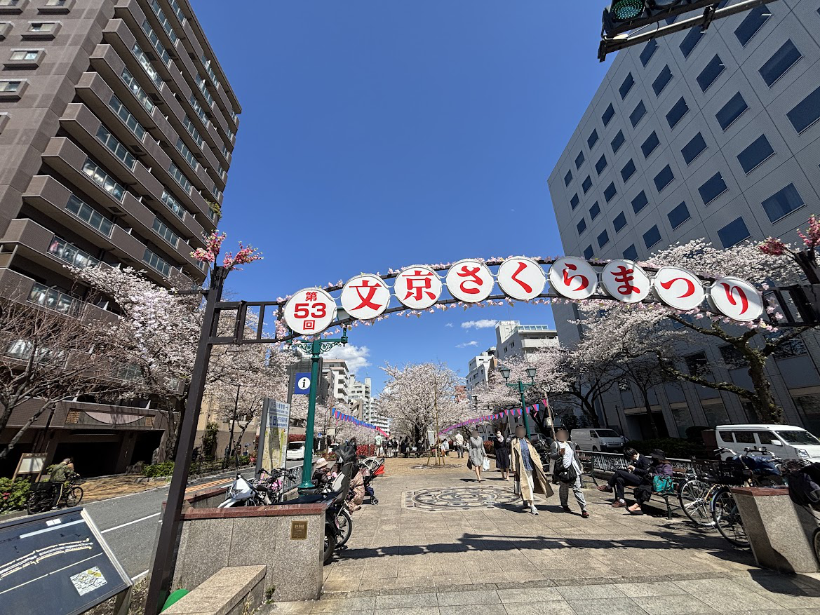 播磨坂通りの第53回文京さくらまつりの桜