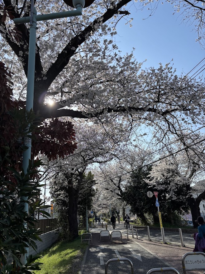 花小金井駅近くの小平グリーンロードの桜