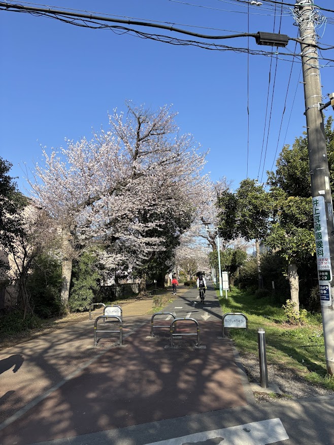 花小金井駅近くの小平グリーンロードの桜
