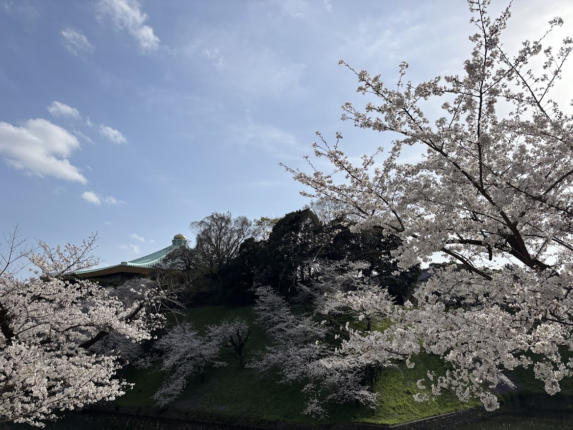 千鳥ヶ淵緑道(北の丸公園)(九段下)の桜