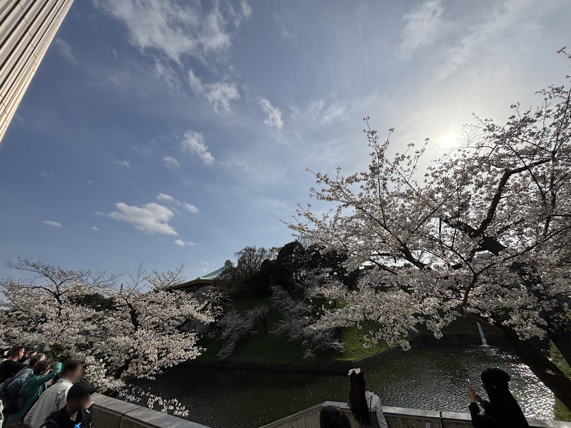 千鳥ヶ淵緑道(北の丸公園)(九段下)の桜