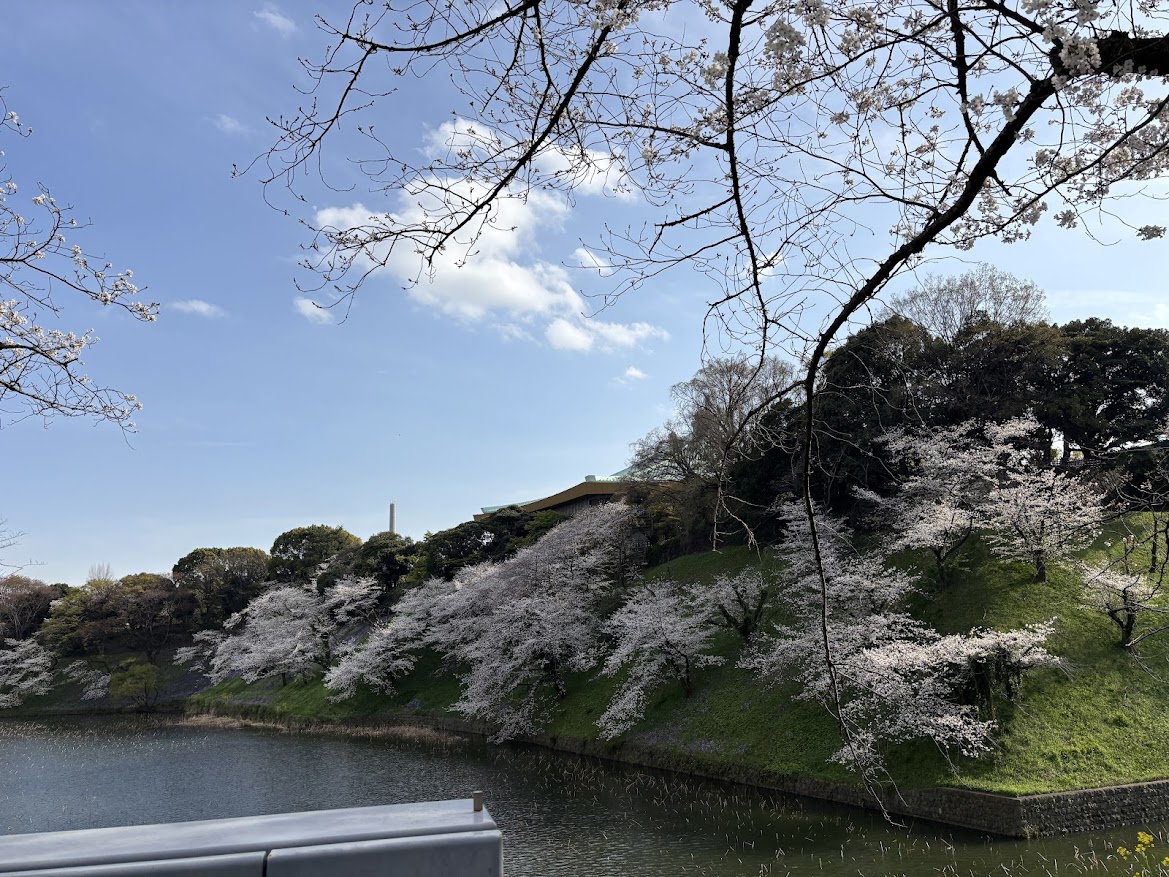 千鳥ヶ淵緑道(北の丸公園)(九段下)の桜