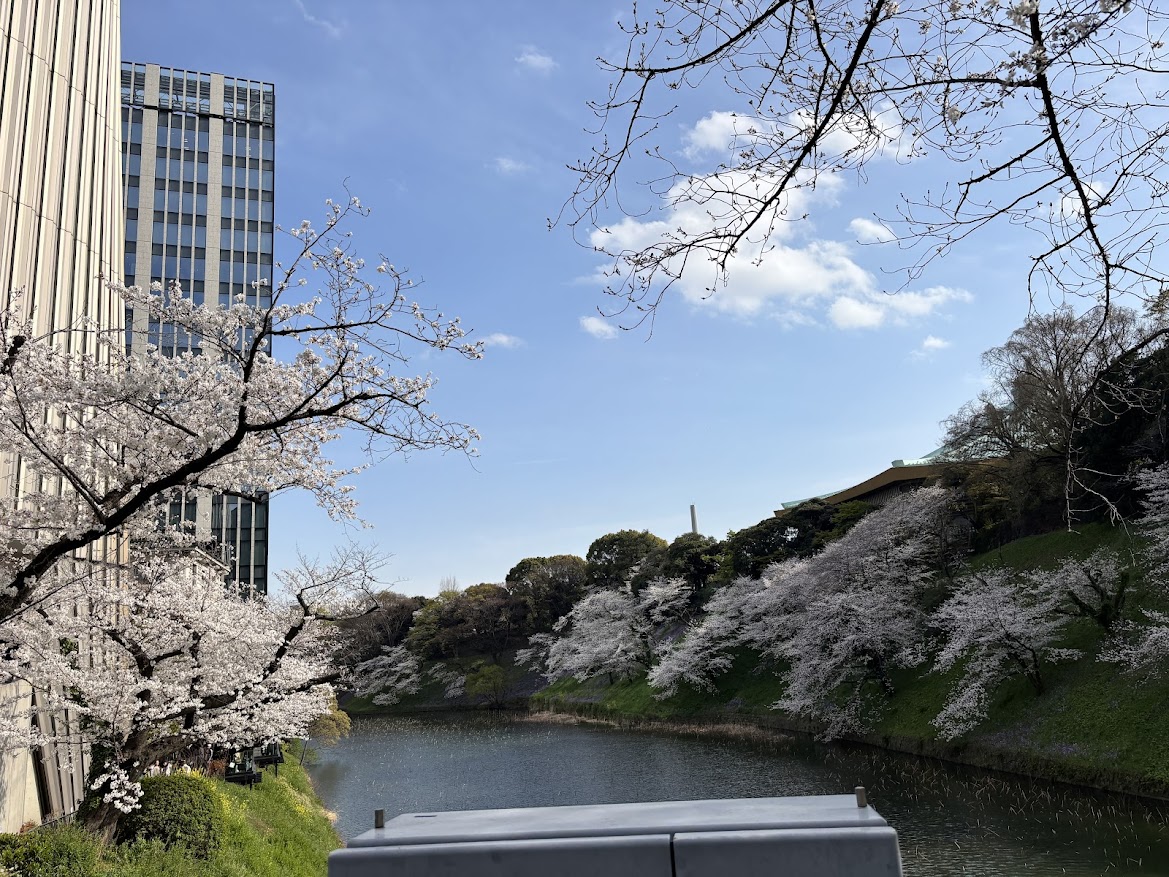 千鳥ヶ淵緑道(北の丸公園)(九段下)の桜