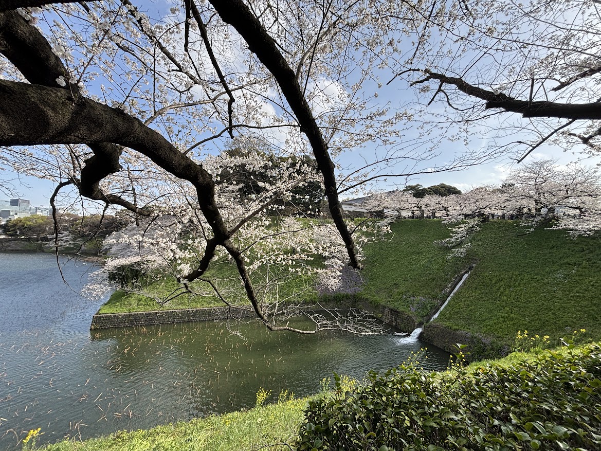 千鳥ヶ淵緑道(北の丸公園)(九段下)の桜