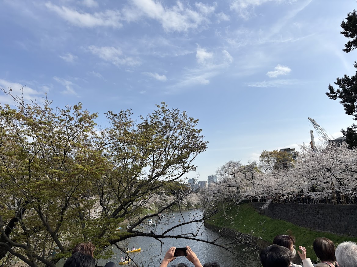 千鳥ヶ淵緑道(北の丸公園)(九段下)の桜