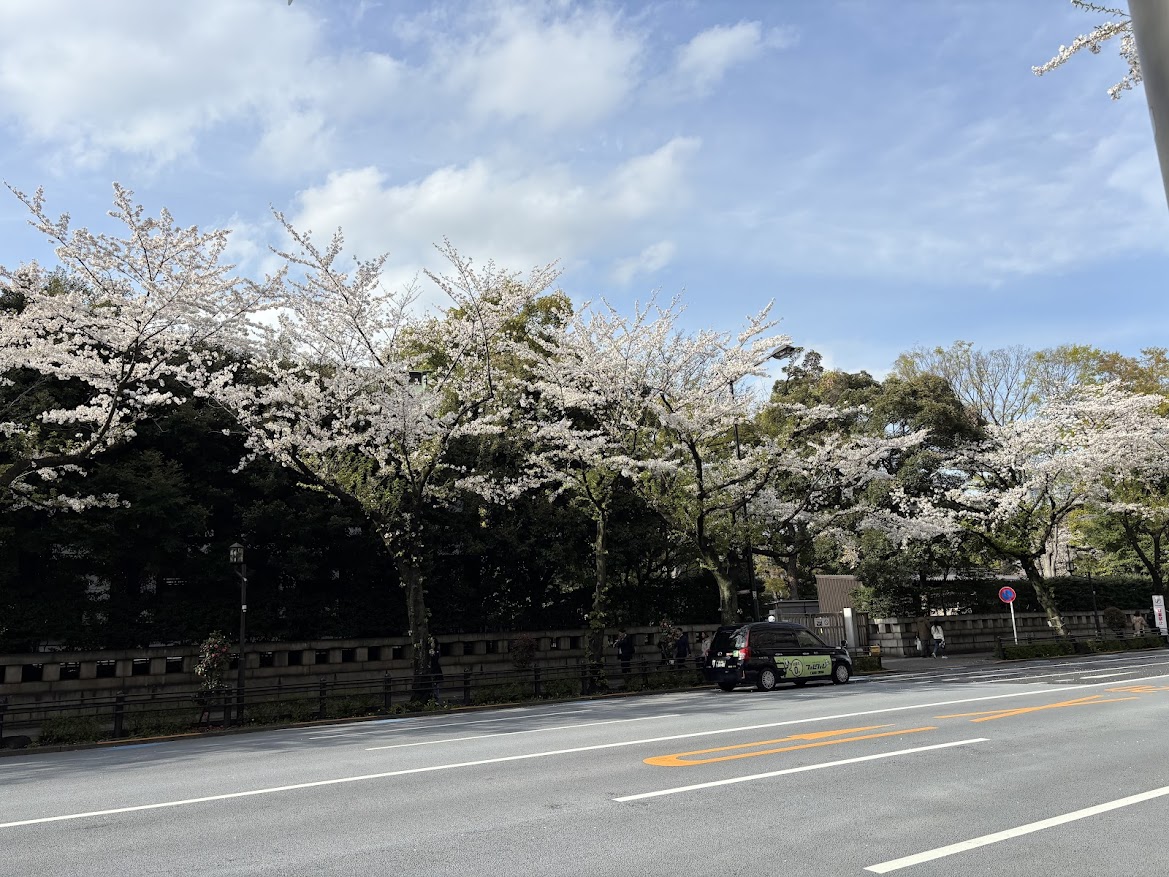 東京都道302号新宿両国線(靖国通り)の桜
