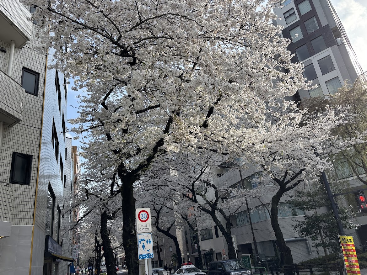 東京都道302号新宿両国線(靖国通り)の桜