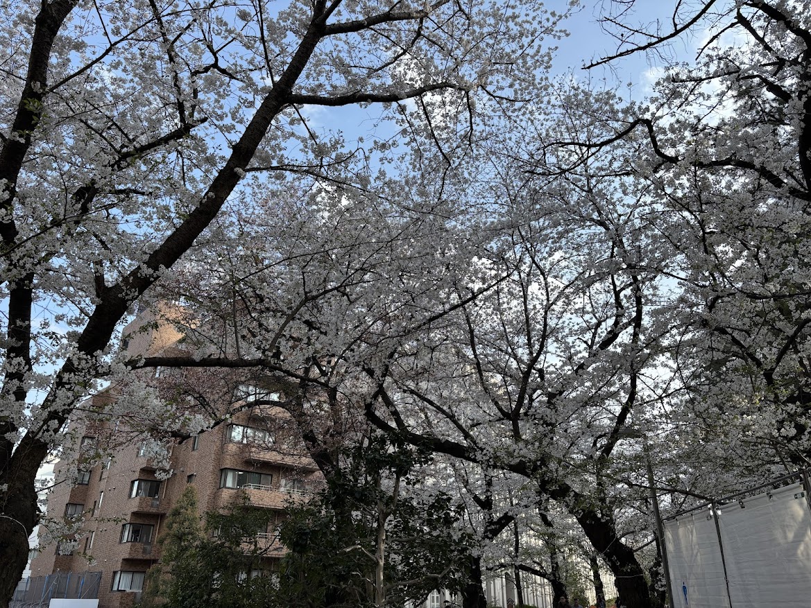 市ヶ谷から四ッ谷への線路沿いの遊歩道の桜(一部は五番町児童遊園?)