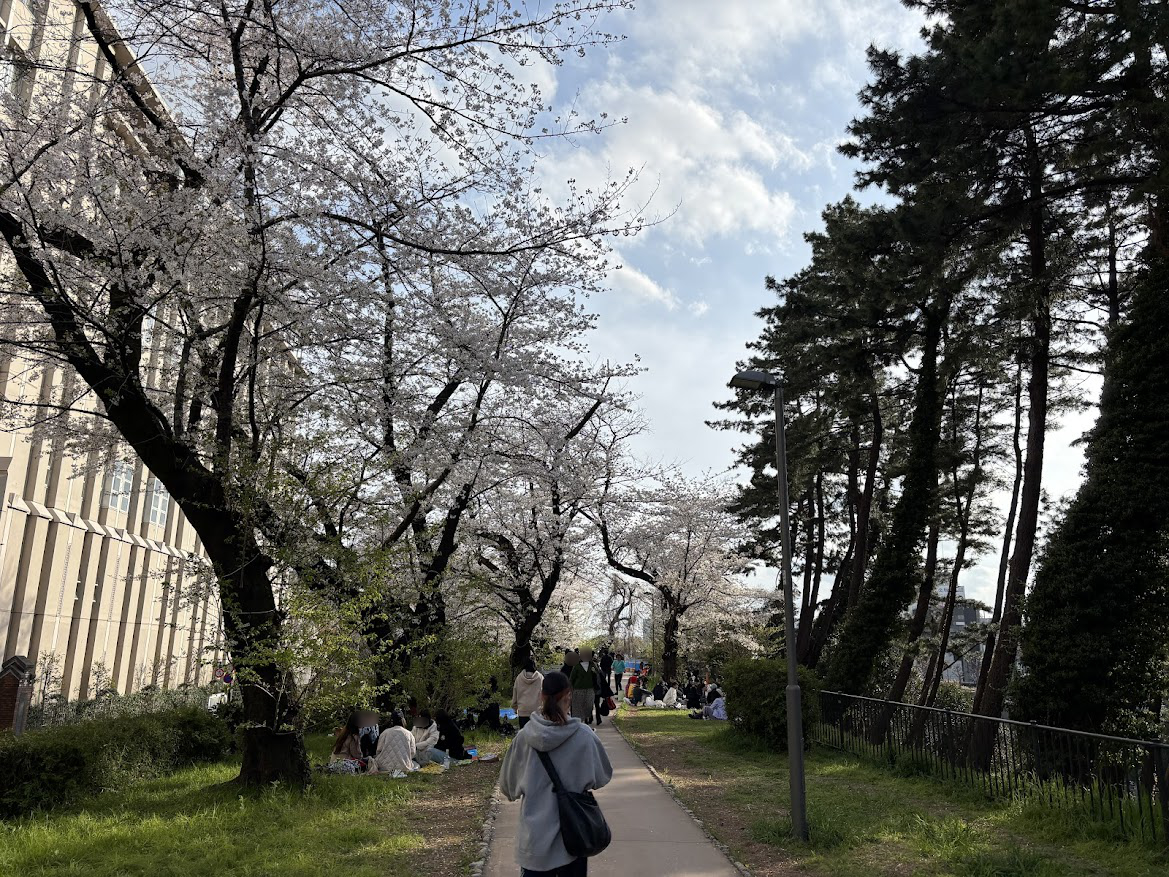 市ヶ谷から四ッ谷への線路沿いの遊歩道の桜(一部は五番町児童遊園?)と花見を楽しむ方々