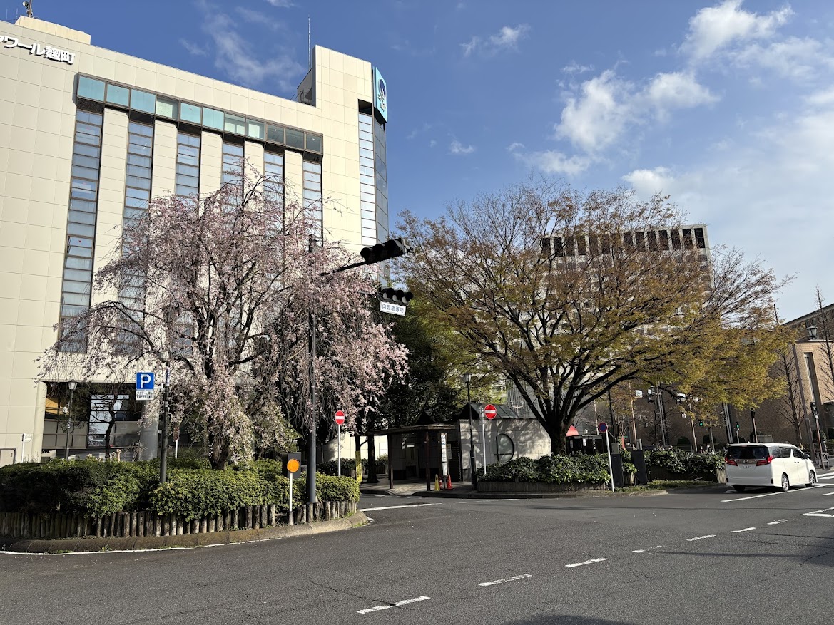四谷駅前の枝垂れ桜?