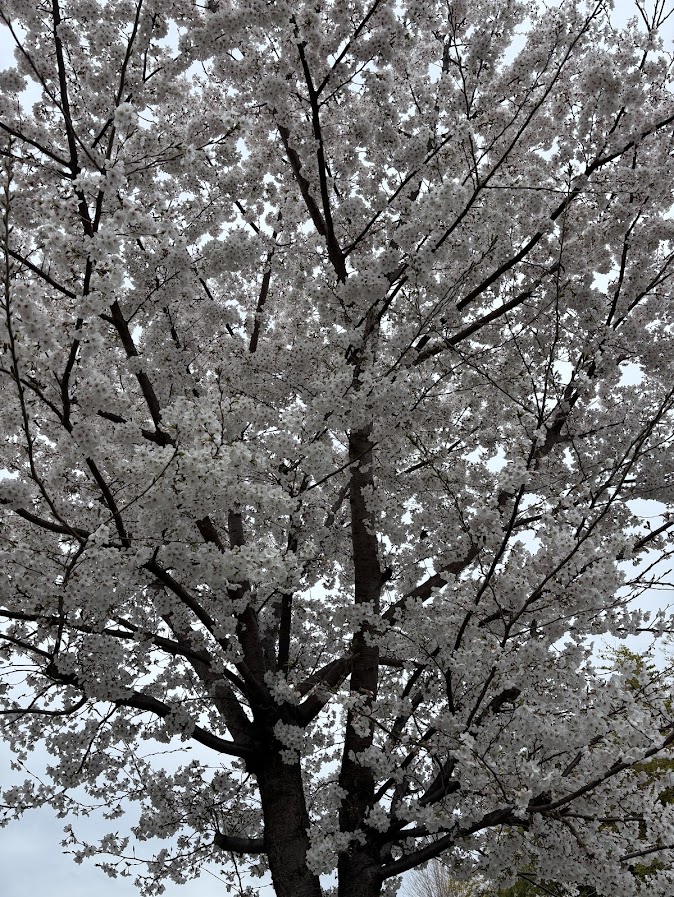 桜～