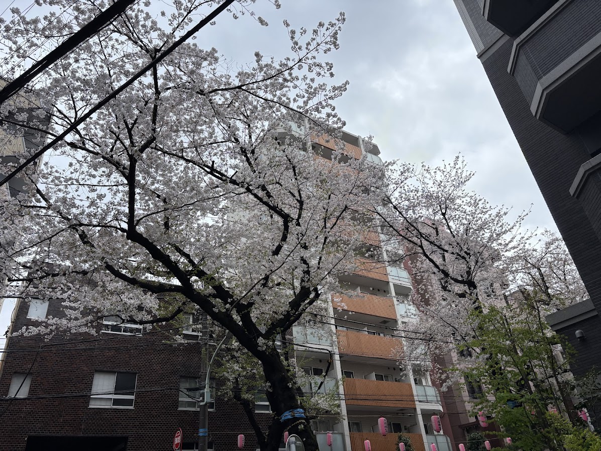 大塚駅近くの桜
