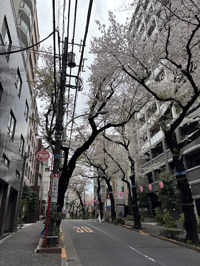 大塚駅近くの桜