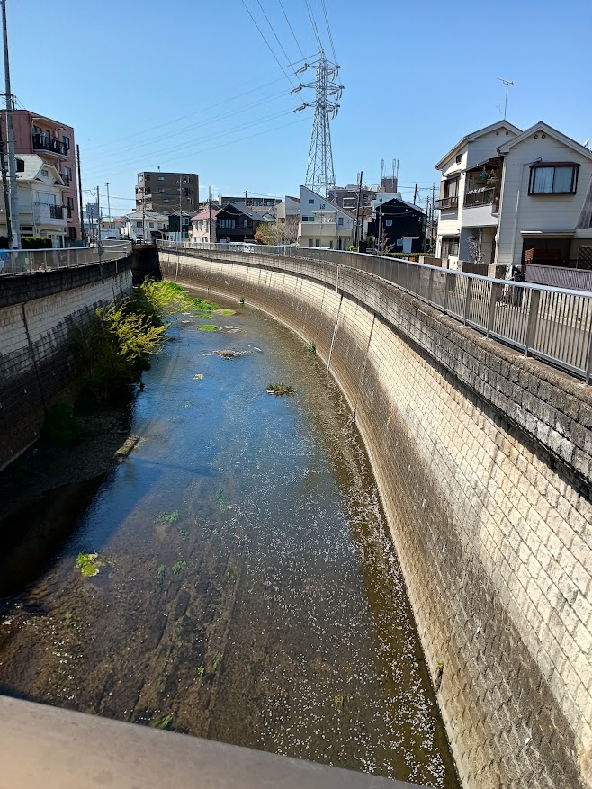 石神井川を渡る神路橋からの流れる桜の花びら